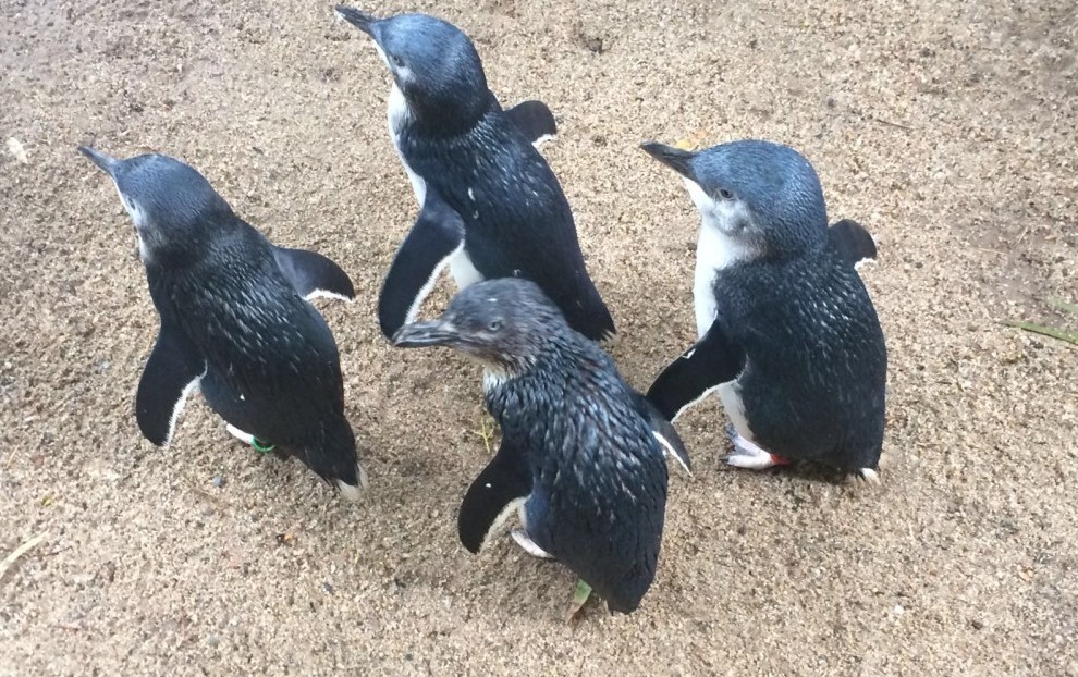 pingwiny przytulenie koali