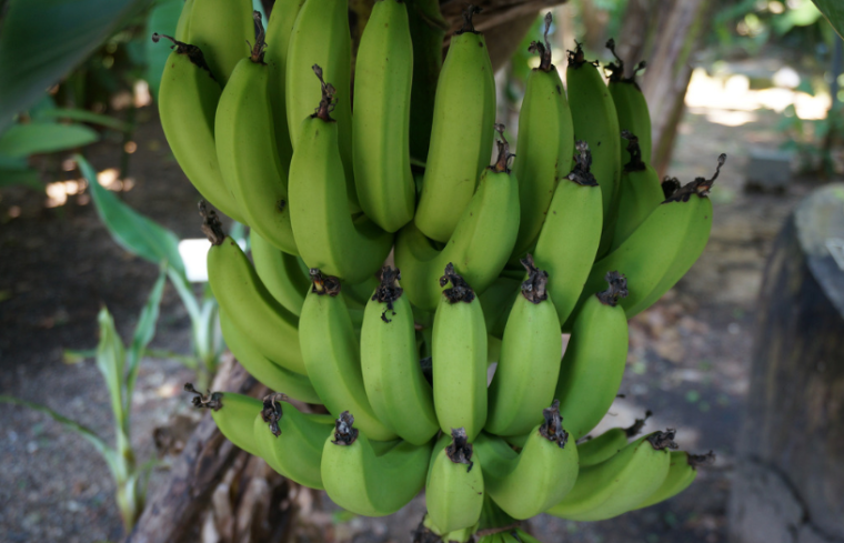 największe atrakcje Teneryfy banany photo by Adrien Brunet